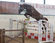 Appio Claudio TosTour2013- S5 2996 : Appio Claudio, Arezzo, Arezzo Equestrian Centre, Cavalli d'Italia, Toscana Tour 2013, foto di Stefano Secchi ©